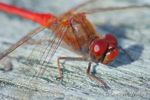 Red Dragonfly_22972.jpg - Photographed in the Ken Reid Conservation Area near Lindsay, Ontario, Canada.